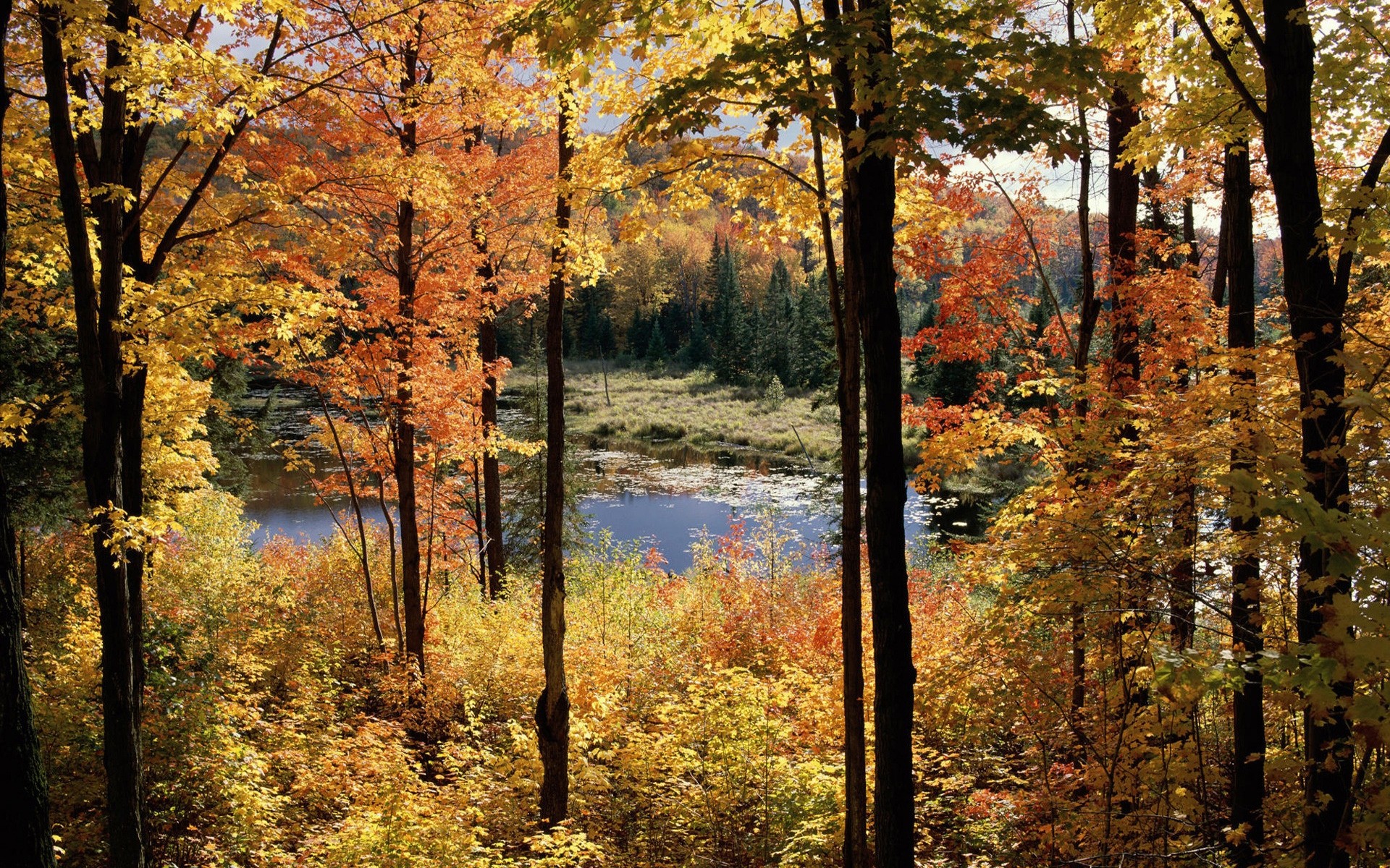 other city fall leaf tree wood landscape nature maple park scenic season scenery fair weather outdoors environment gold guidance scene dawn quebec canada travel