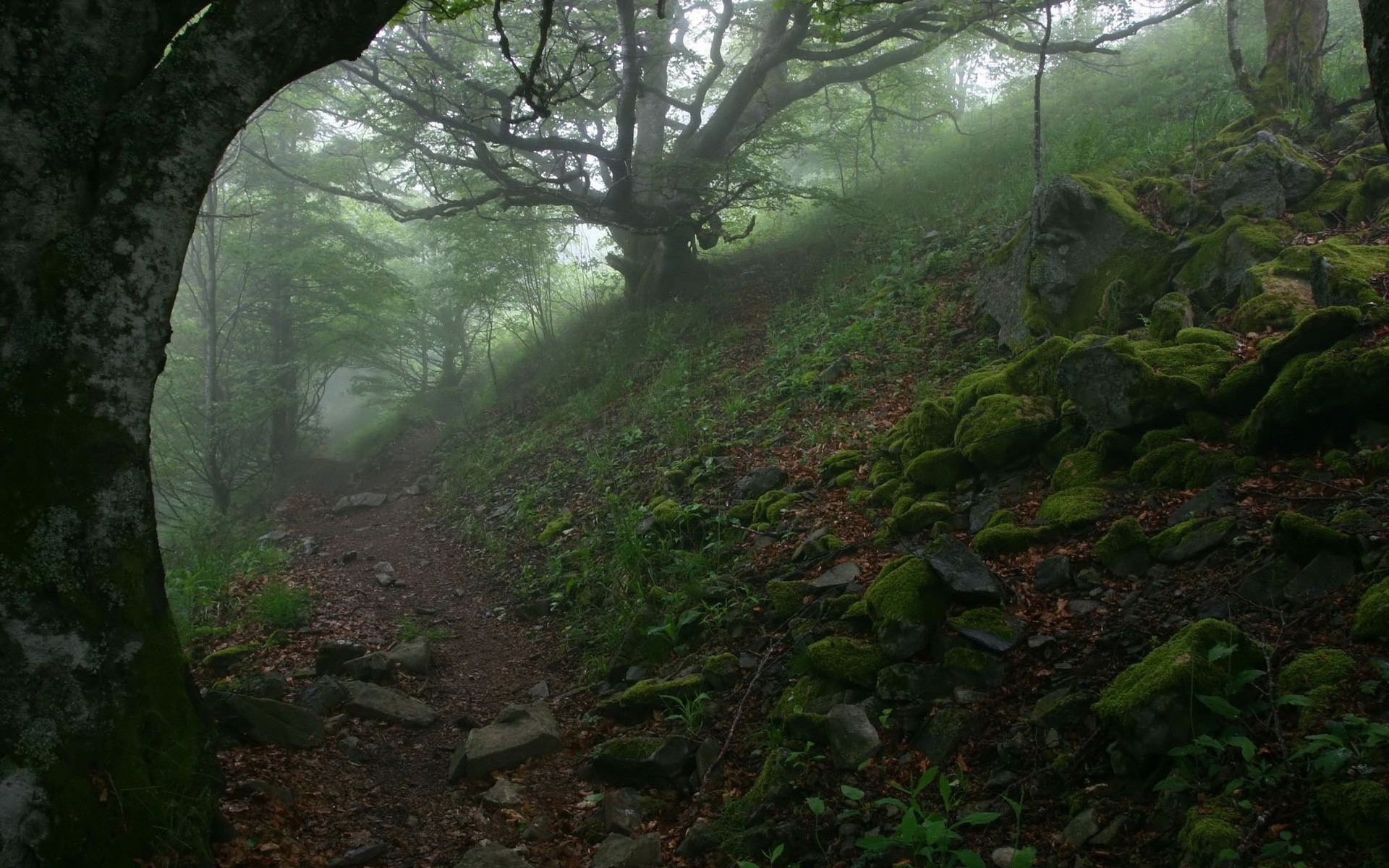 paesaggio paesaggio legno albero foglia ambiente parco muschio natura luce scenico lussureggiante nebbia all aperto luce del giorno nebbia guida montagna autunno flora piante pietre