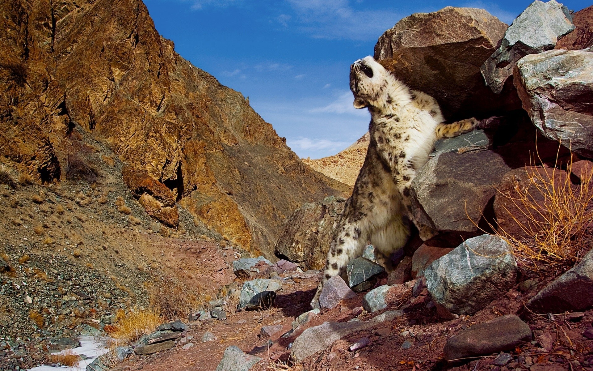 animali natura all aperto roccia viaggi ambiente albero leopardo