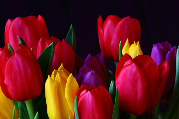 Cute bouquet with colorful tulips