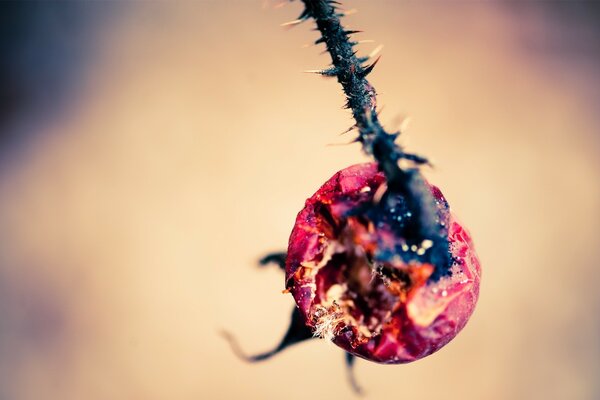 Cresce la rosa canina spinosa giovane