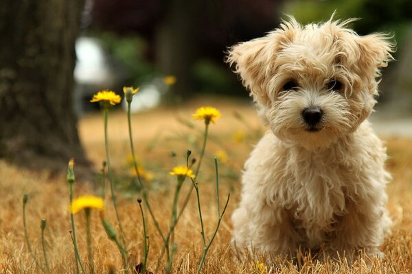 A puppy on the gray grass looks at the object