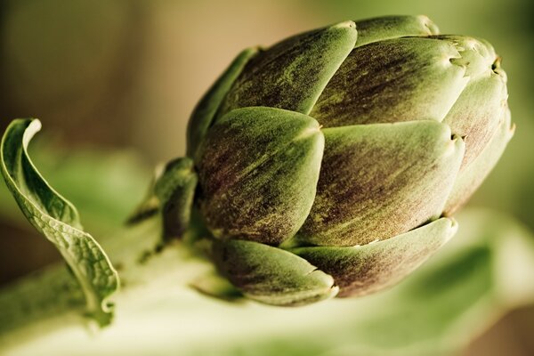 Closed flower bud close-up