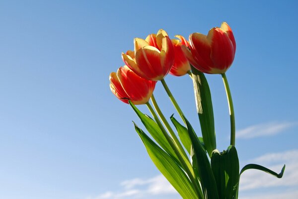 Straordinaria combinazione di tulipano e cielo