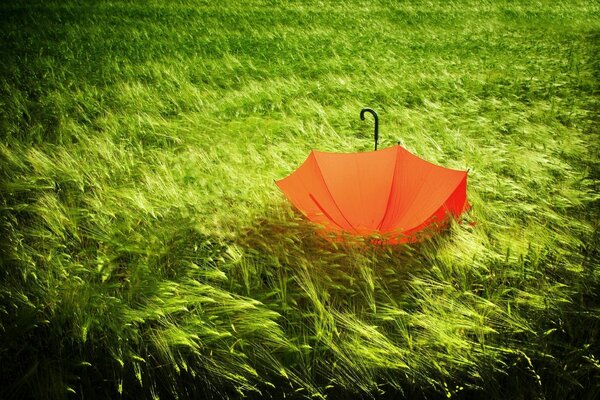 Pomarańczowy parasol leży w lesie na zielonej trawie