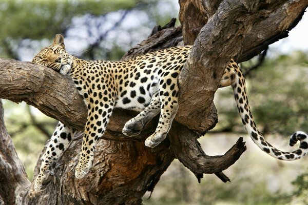 Un guepardo duerme en un gran árbol