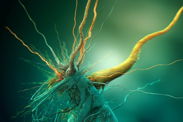 Plexus de neurones dans l image graphique 3D