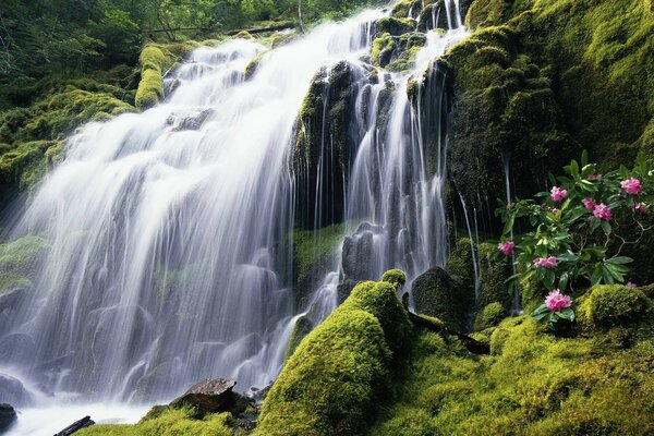 Das Wassergeräusch eines Waldfalles