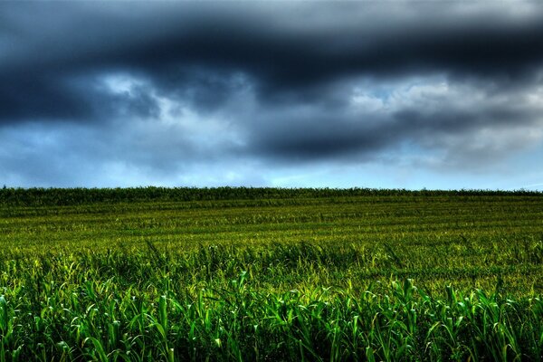 Ein Bauernfeld mit saftigem, dickem Gras