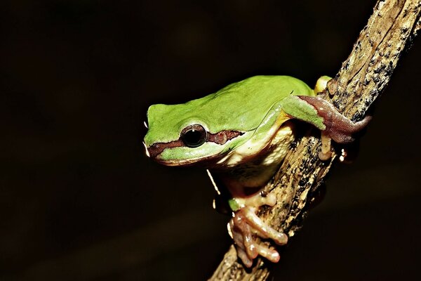 Frosch auf einem Ast mit interessierter Aussicht