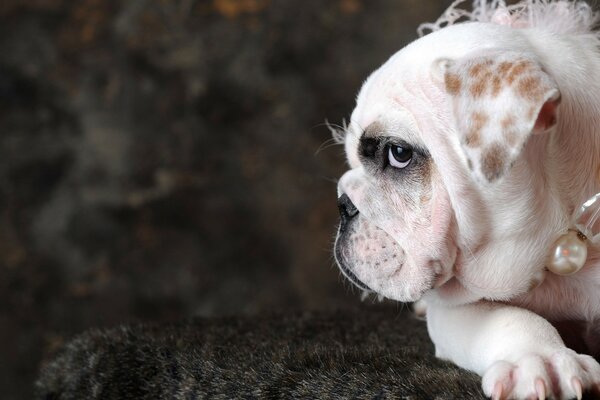 Cute little dog on the screensaver