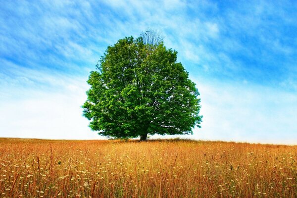 Arbre de la nature rurale dans le domaine