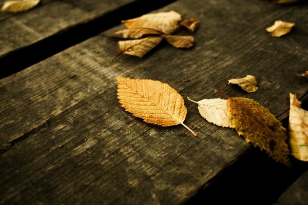 Feuilles mortes se trouvent sur le tableau noir