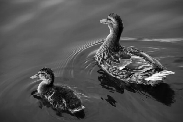 Ente mit Entlein schwimmt auf dem Wasser