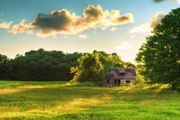 Sarei solo senza questi bellissimi alberi fuori dalla finestra