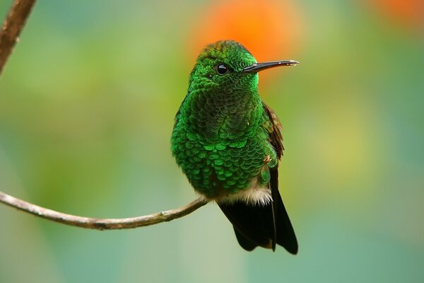 Qué rara y hermosa especie de Ave en la naturaleza