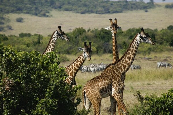 Hermosas jirafas en la naturaleza