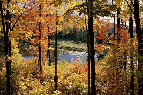 Herbstwald Natur und Wasser