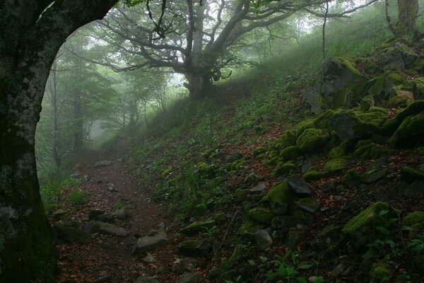 Picture of a forest mountain slope