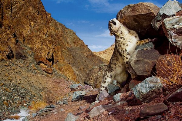 Leopardo delle nevi che cammina lungo una gola rocciosa