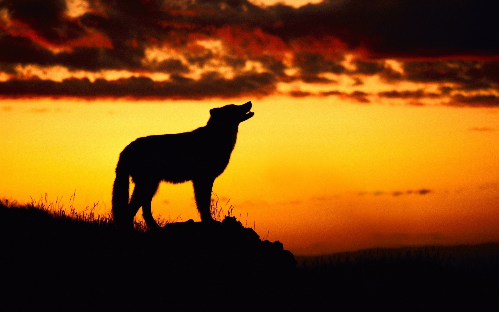 animaux coucher de soleil rétro-éclairé silhouette aube soir crépuscule paysage ciel soleil