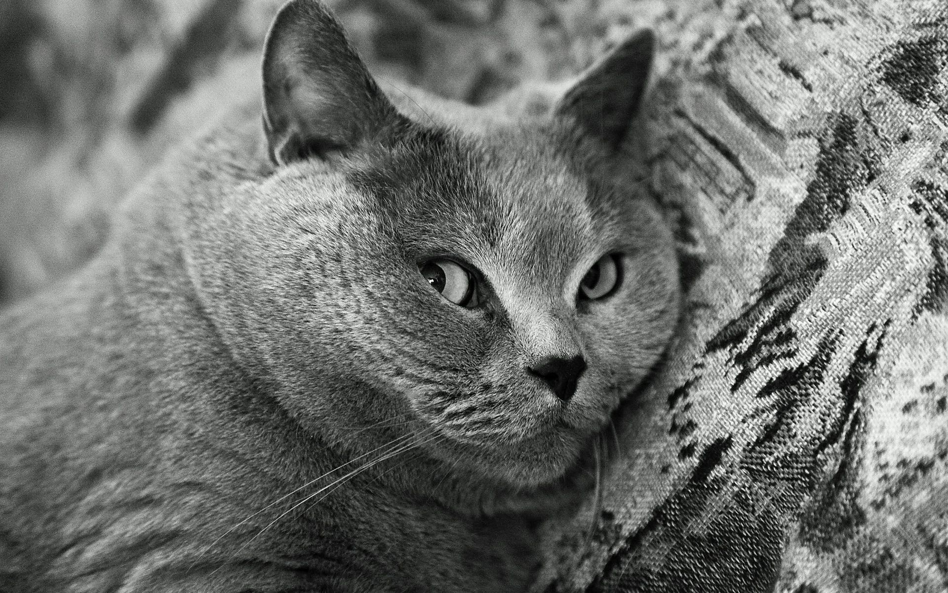 katze katze tier porträt fell auge niedlich säugetier natur haustier grau haare ansicht ein