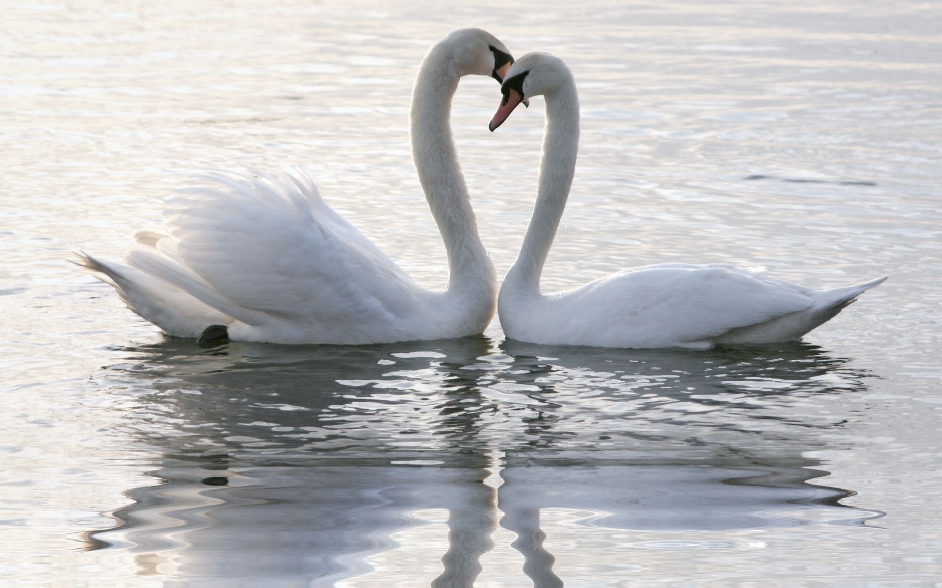 animaux oiseau eau cygne lac en plein air natation oiseaux nature sauvagine