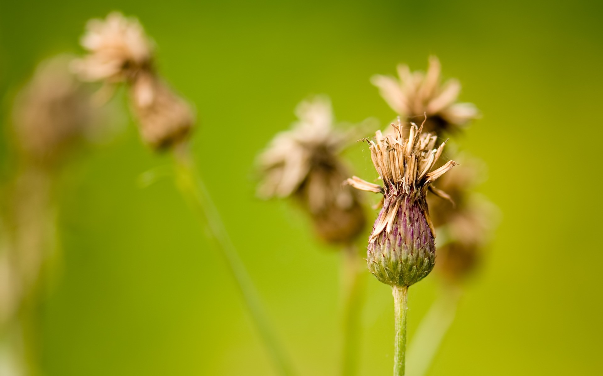 piante natura estate fiore all aperto foglia flora erba crescita sfocatura giardino bel tempo selvaggio insetto