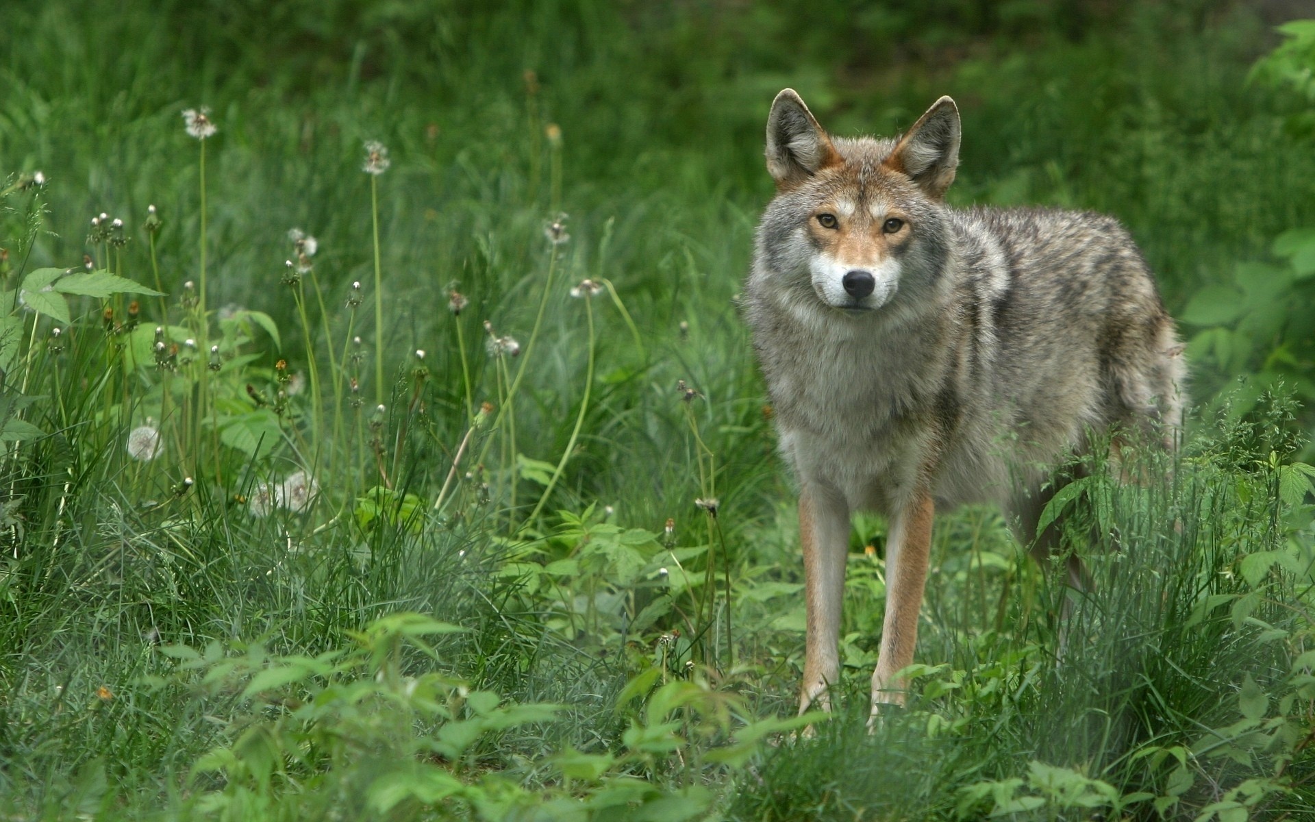 animals nature grass wild wildlife mammal animal outdoors hayfield summer wolf