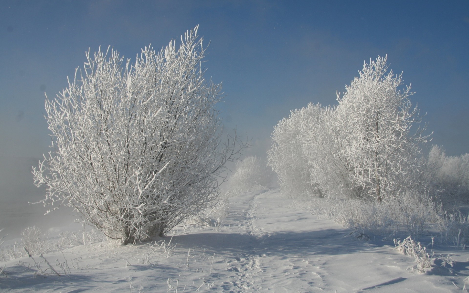 hiver neige gel froid congelé météo glace givré paysage arbre saison bois tempête de neige brouillard neige-blanc glace branche arbres