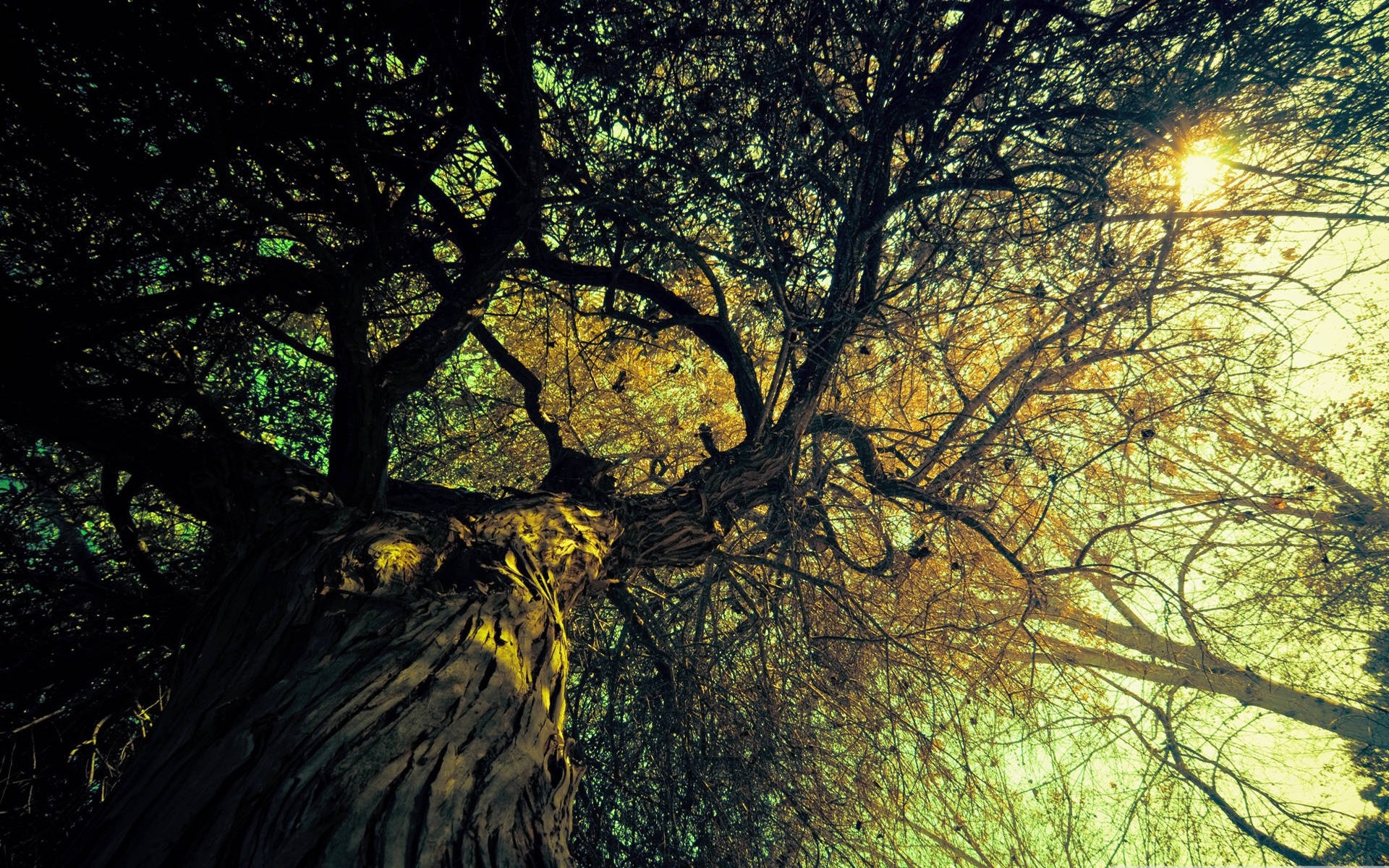 autunno albero paesaggio legno natura ramo foglia parco autunno sole luce alba bel tempo ambiente all aperto scenico