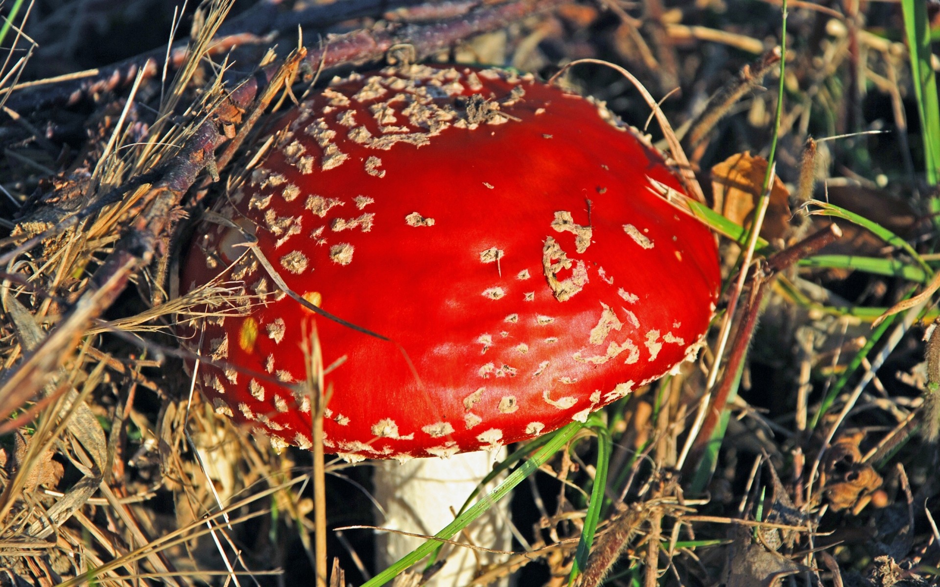 rośliny grzyb natura muchomory grzyb jesień jedzenie flora na zewnątrz trawa sezon drewno toksyczny liść zbliżenie dziki