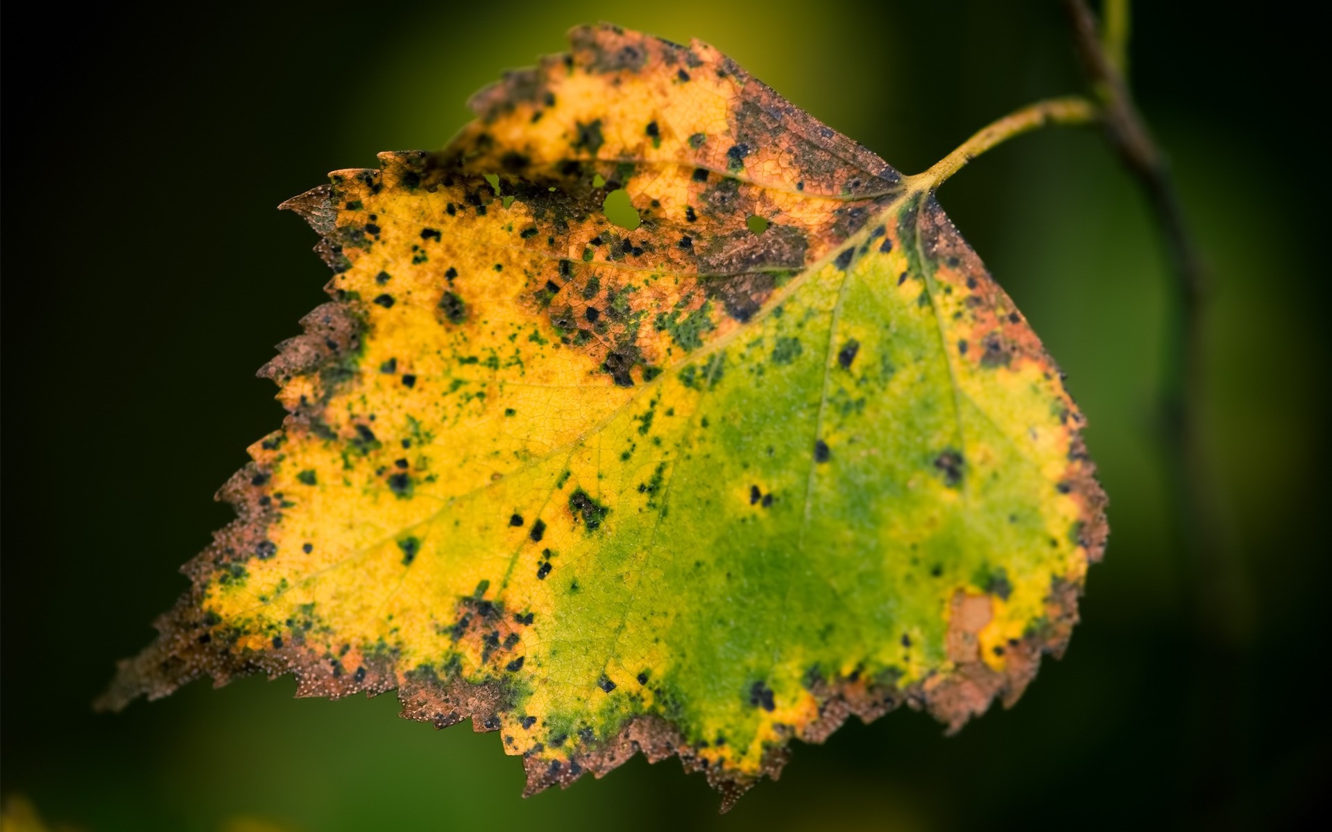 herbst blatt natur herbst im freien flora baum