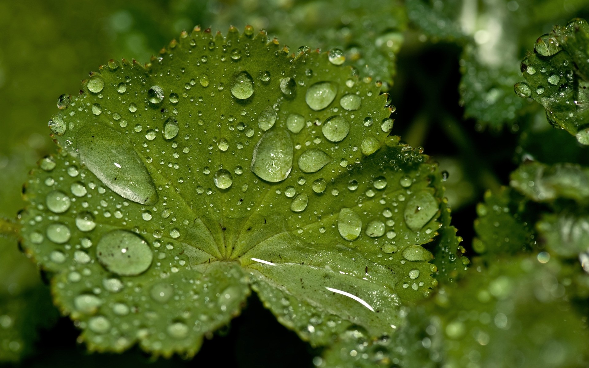 piante pioggia foglia rugiada goccia flora natura bagnato gocce ambiente crescita acqua purezza freschezza close-up giardino gocce d acqua