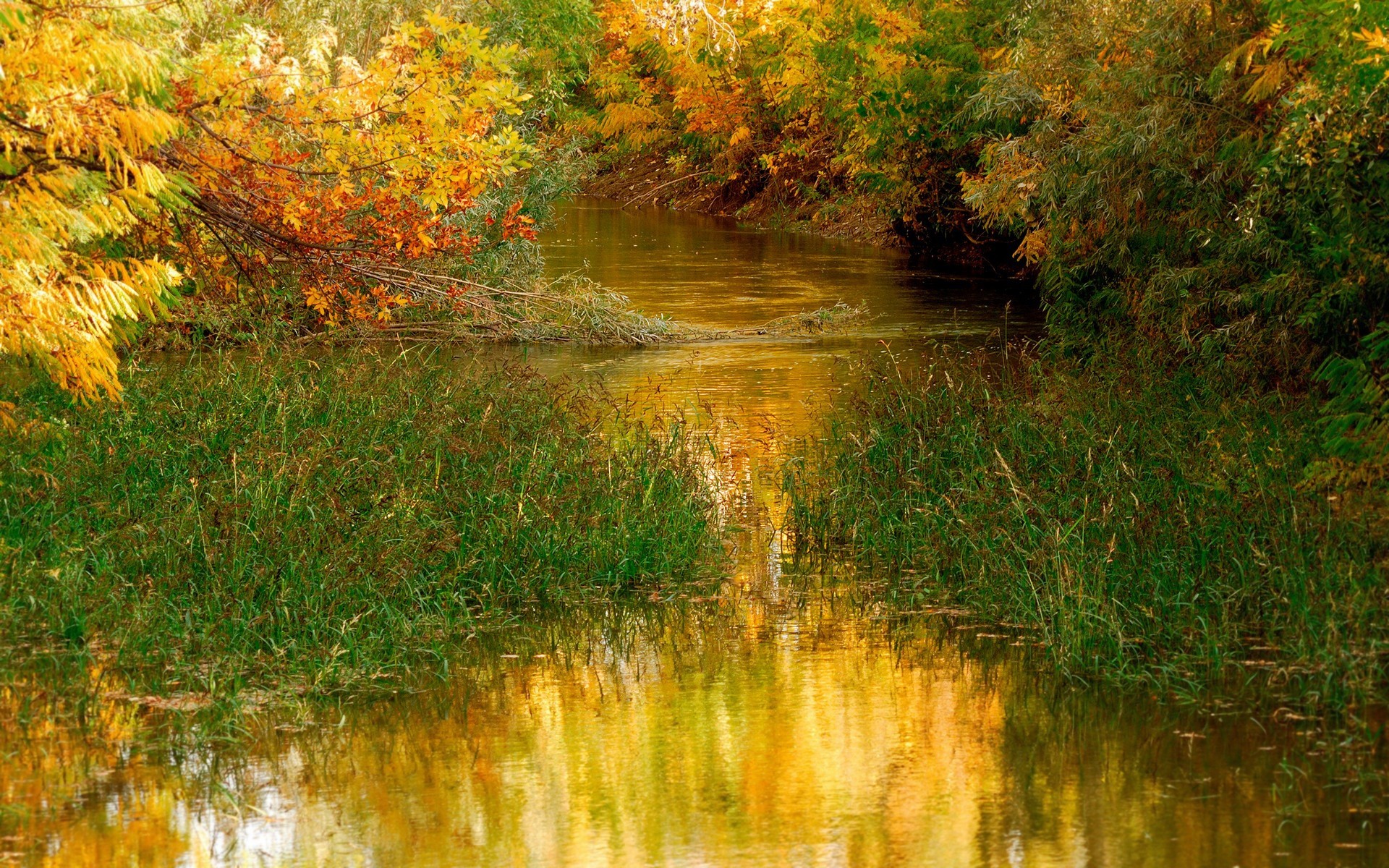 autunno autunno foglia natura legno acqua albero paesaggio fiume parco esterno stagione riflessione lago scenico colore brillante acero freddo oro scenario alberi