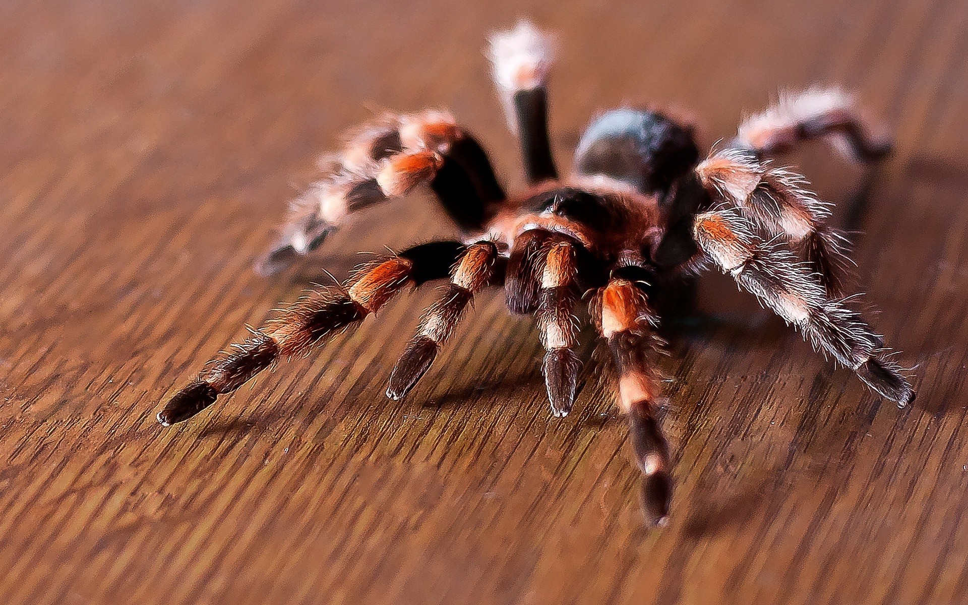 insekten spinne spinnentiere tarantel behaart wirbellose insekt gefahr schließen gruselig natur phobie angst tier tierwelt holz in der nähe beängstigend