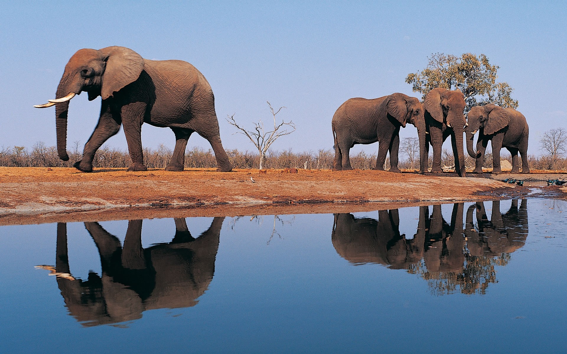 animaux mammifère éléphant faune eau à l extérieur lumière du jour deux animal éléphants