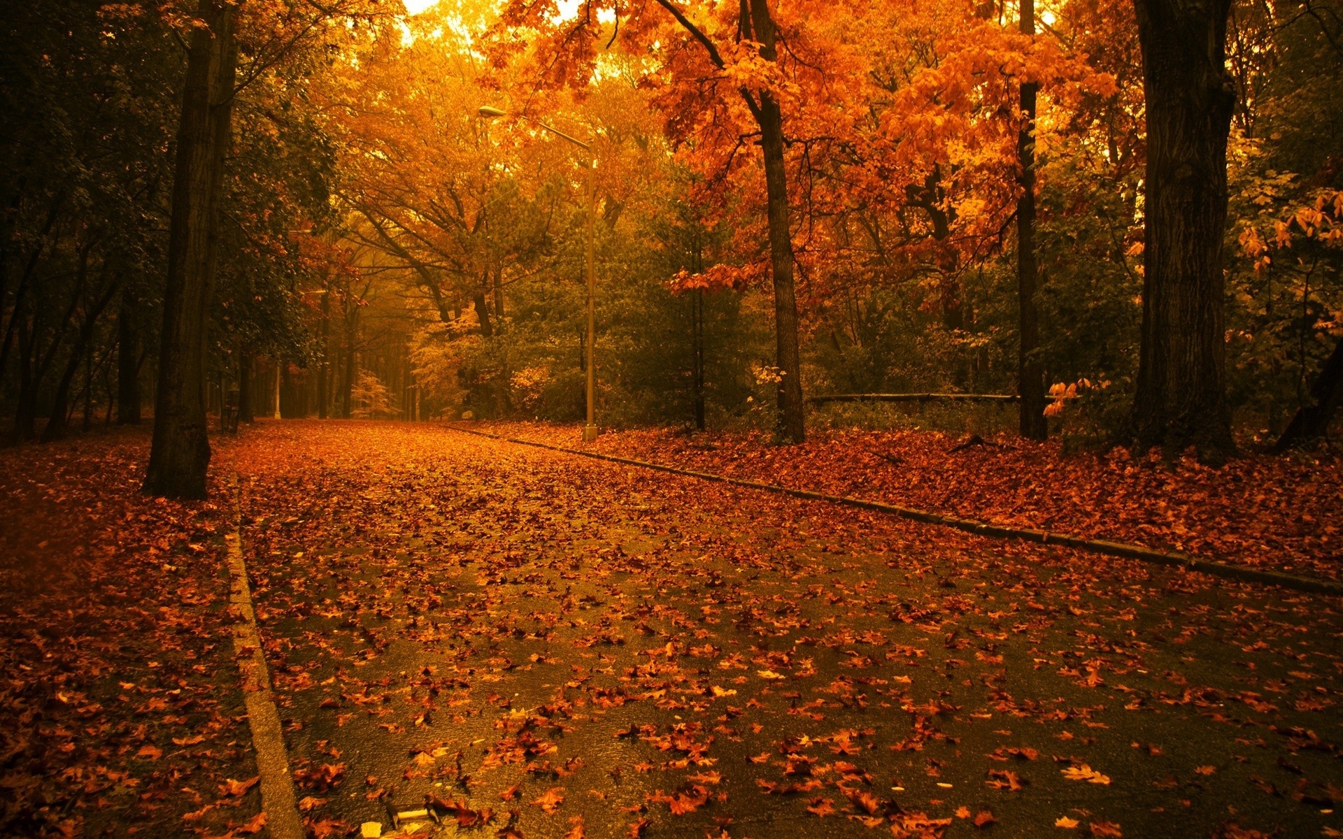 autumn fall tree leaf park wood dawn backlit maple landscape outdoors gold trees street leafs