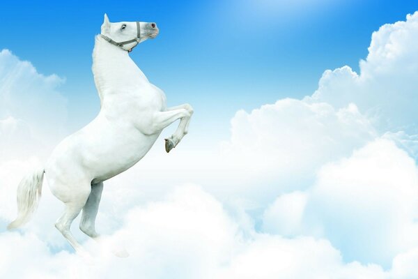 Caballo blanco en el cielo