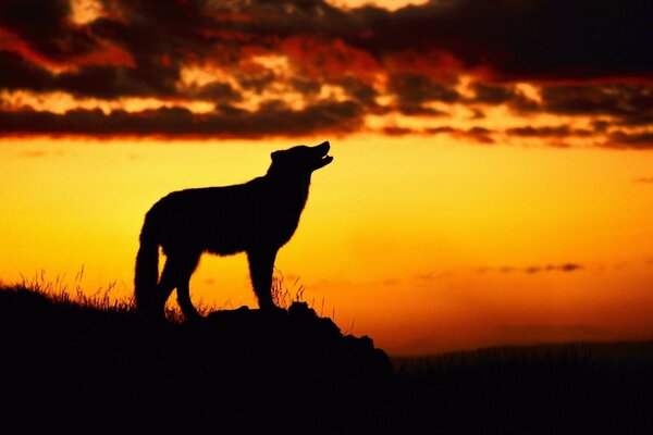 Silhouette eines Tieres bei Sonnenuntergang des Tages