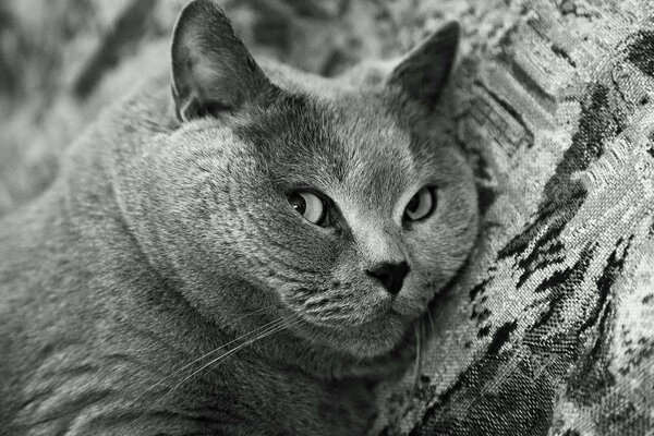 La curiosa mirada de un gato de pelo liso