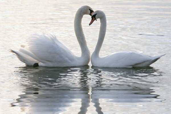 Dos cisnes en la superficie del lago