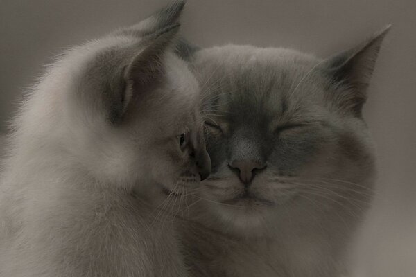 Two cute cats, tenderness