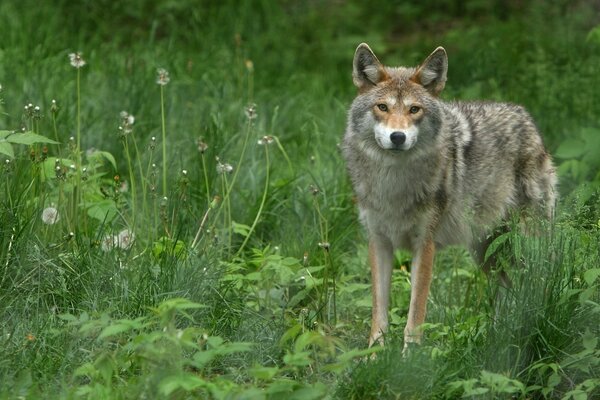 Animal sauvage sur l herbe dans la nature