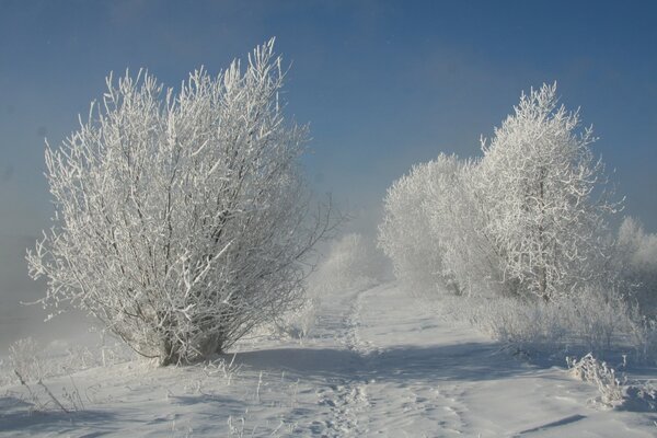 Snow forest landscape in winter