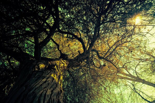 De velizia viejo árbol mareado