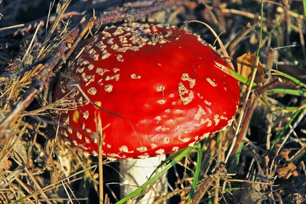 Pilz ist ein Fliegenpilz, der im Gras wächst