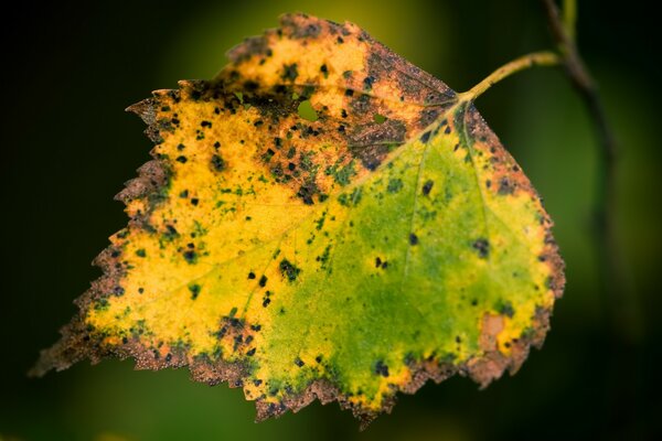 Sad lonely autumn leaf