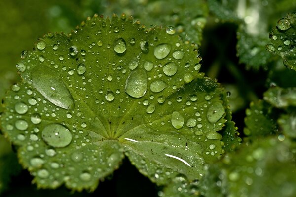 Gotas da raça da manhã em folhas verdes brilhantes