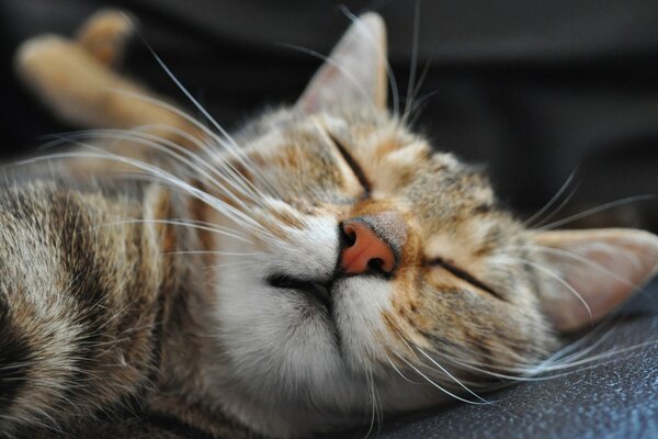 O gato dorme bem. Gato close-up, bigode longo